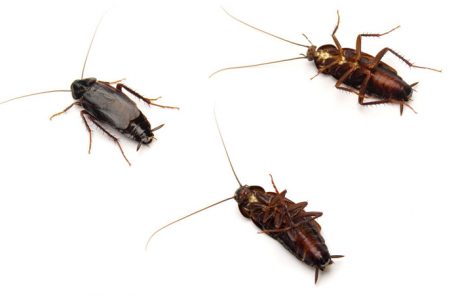 Plaga de Cucaracha Oriental
