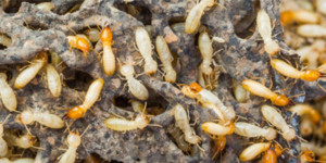 Plaga de termitas