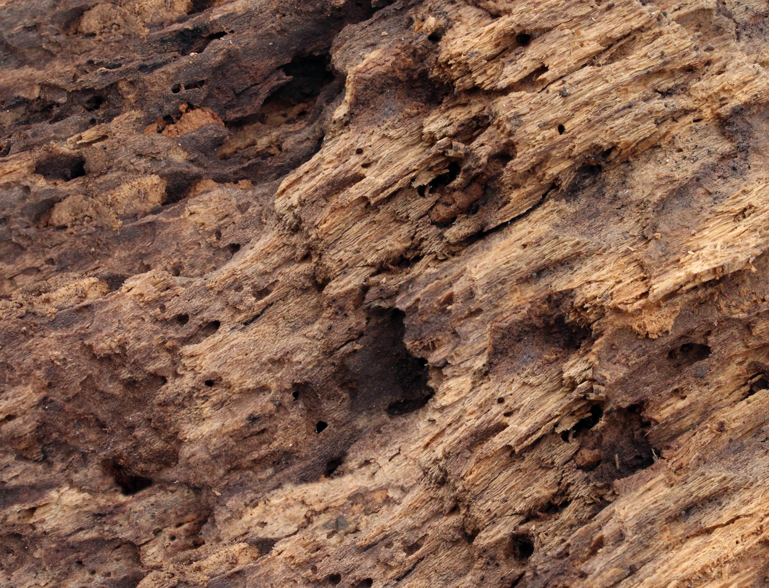 termitas en Navarra