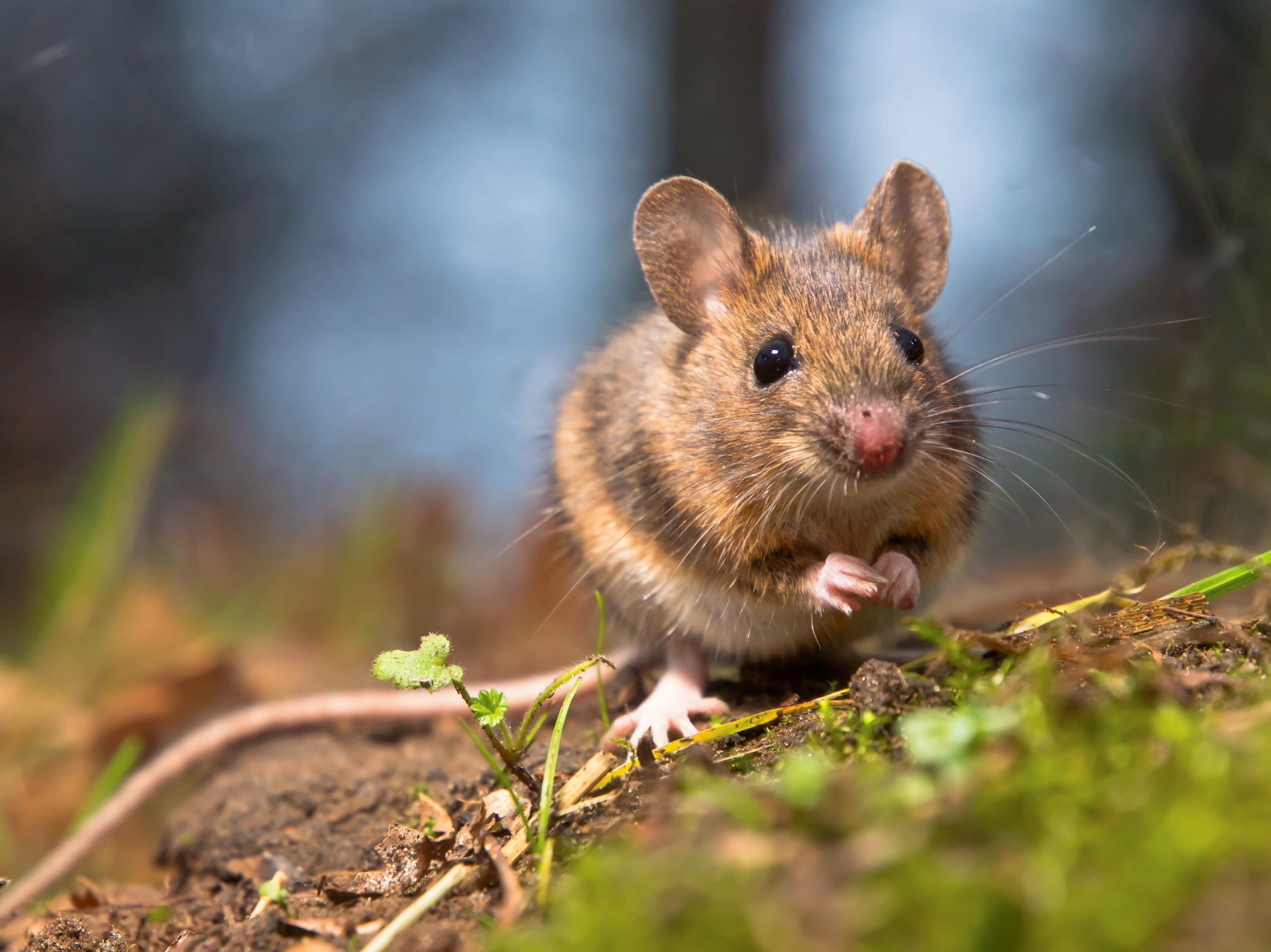 cómo eliminar ratones en casa