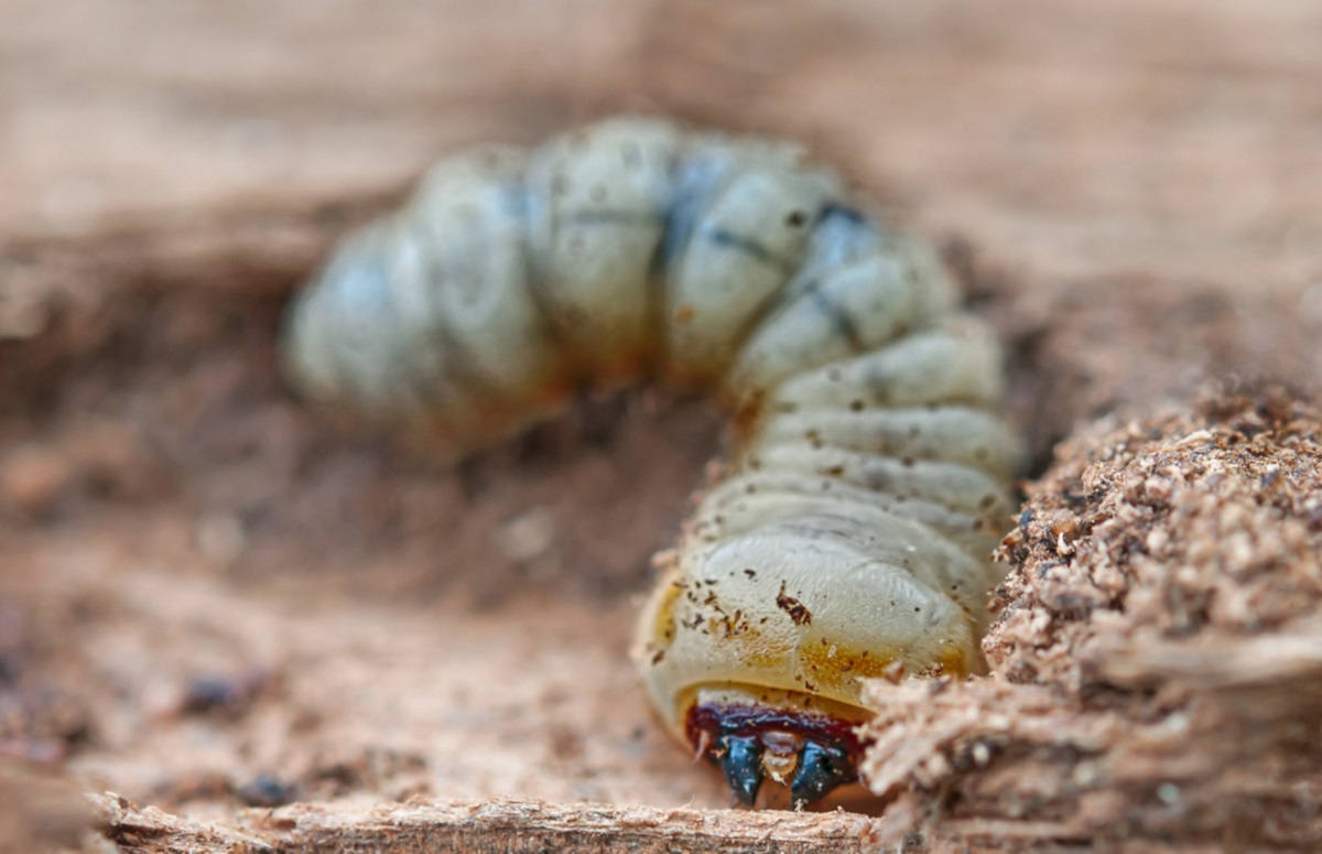 El peligro de las termitas y carcomas en Gipuzkoa