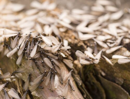 Eliminar plagas de termitas: conoce las razones