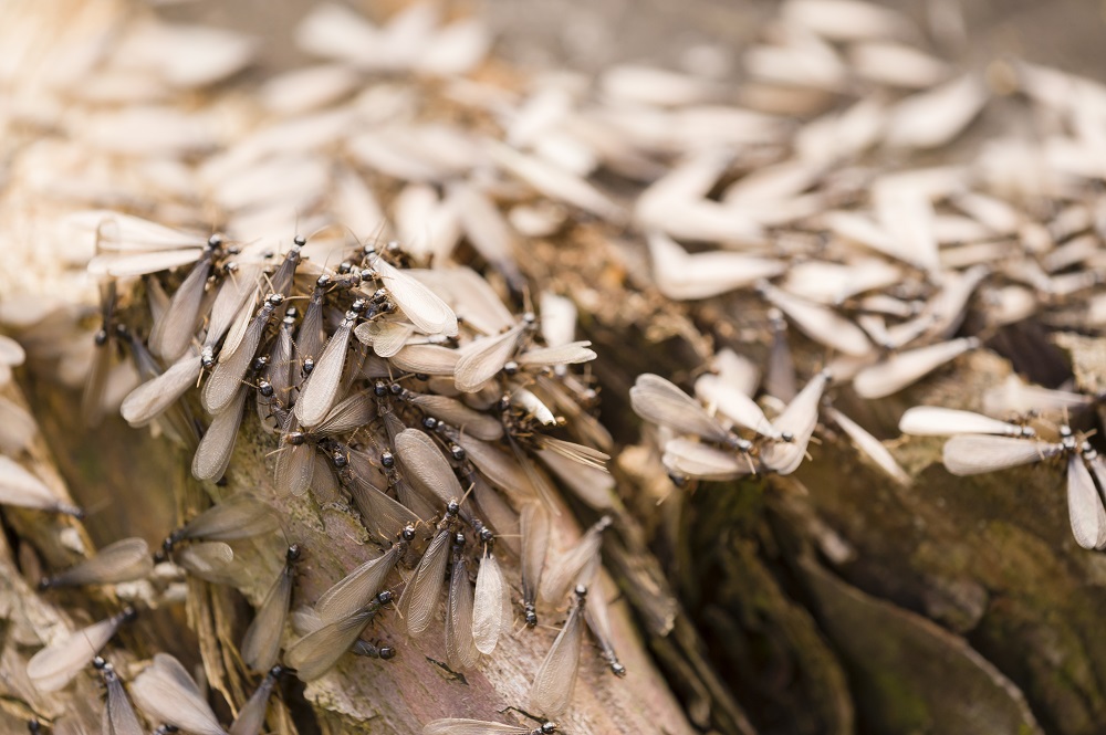 Eliminar plagas de termitas conoce las razones