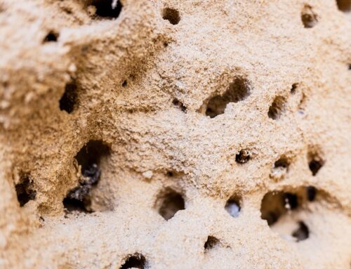¿Qué temperatura es idónea para la aparición de termitas?