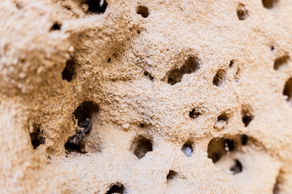 ¿Qué temperatura es idónea para la aparición de termitas?