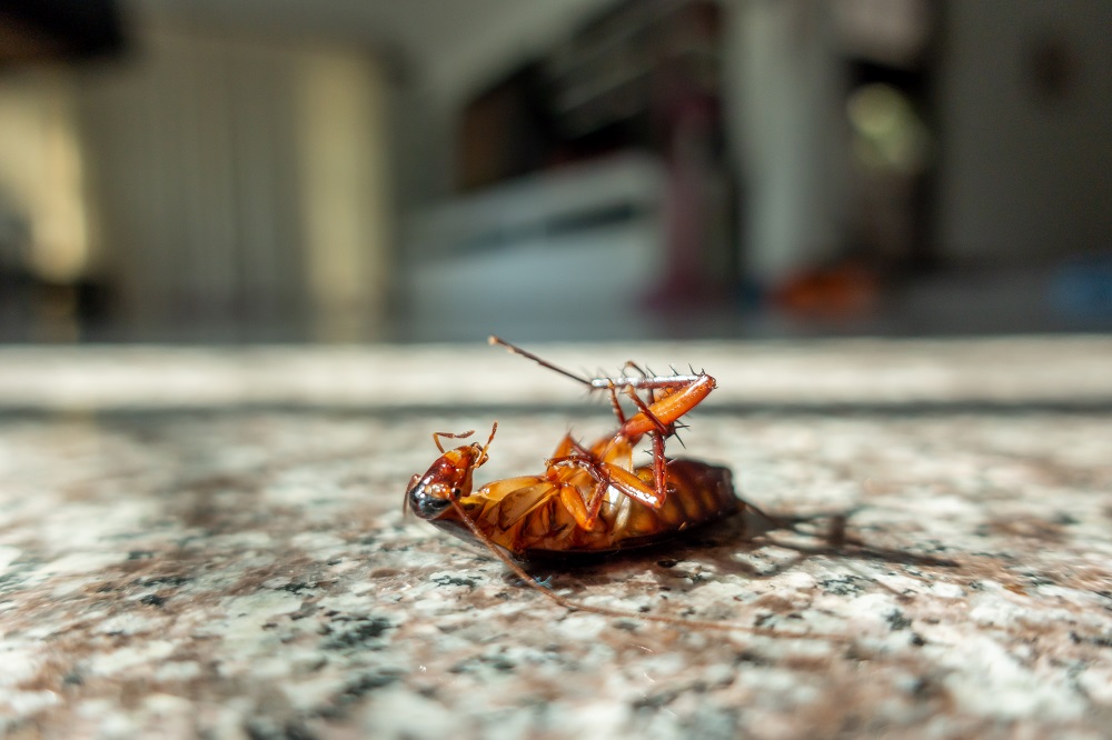 Control de plaga de cucarachas en tu domicilio