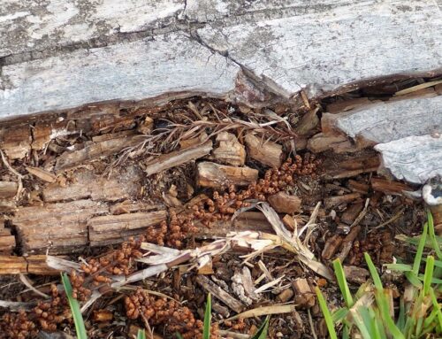 Aprende a diferenciar las termitas de la madera seca