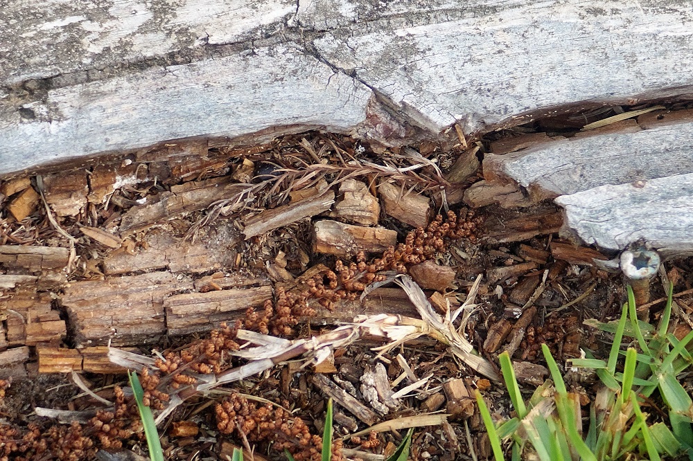 Aprende a diferencias las termitas de la madera seca