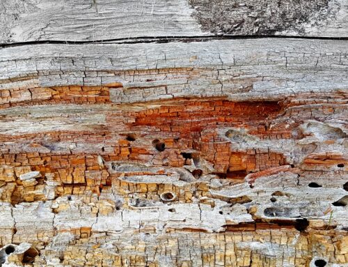 Los daños que puede provocar tener termitas en la madera