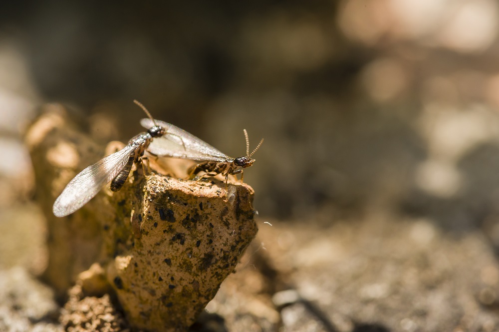 El peligro de las termitas y carcoma en Gipuzkoa