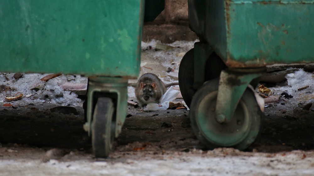 Razones de la presencia de una plaga de ratas en zonas urbanas