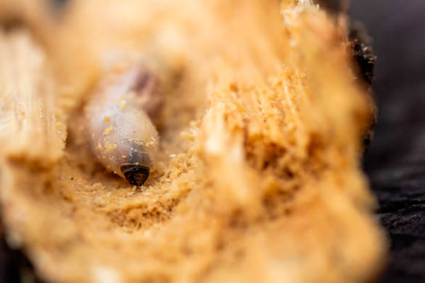 Prevención de plagas de carcoma: Protegemos tu hogar contra las termitas y la carcoma