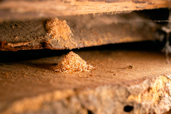Prevención y eliminación de termitas y carcoma en tu hogar