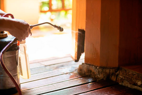 Eliminación profesional de termitas y carcoma: Protege tu hogar de las plagas