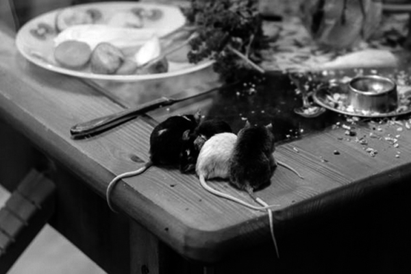 infestaciones de ratones