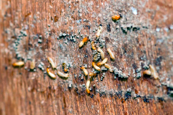 ¿Cuáles son los métodos de control de termitas y carcomas más efectivos?