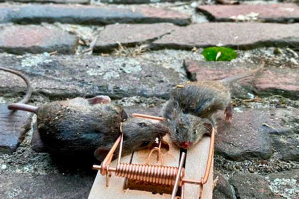 Trampas para roedores: Métodos efectivos para el control y eliminación de plagas de roedores