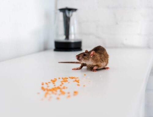 Erradicar roedores: control efectivo de plagas de ratones