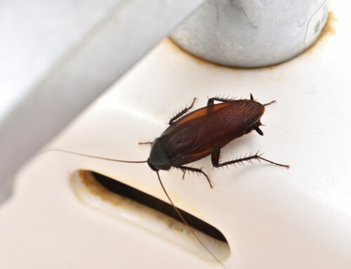 Cómo Prevenir la Recurrencia de Plagas de Cucarachas
