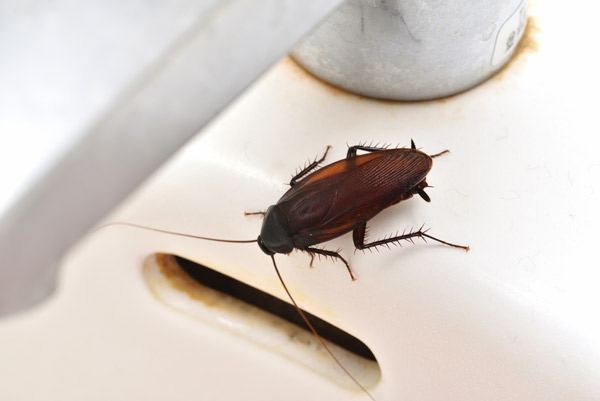 Cómo Prevenir la Recurrencia de Plagas de Cucarachas