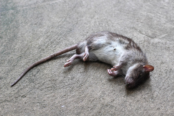 Eliminación de Ratones en Negocios