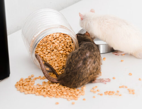 Cómo combatir eficientemente las plagas de ratas