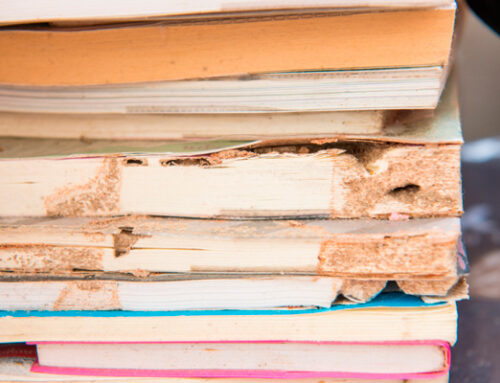 Conservación de Libros y Documentos: Protegiéndolos de la Carcoma y Termitas